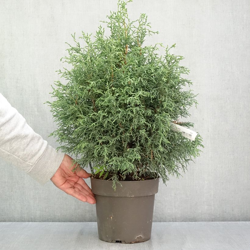 Chamaecyparis obtusa Lycopodioides - Hinoki Cypress 4L/5L pot sample as delivered in autumn