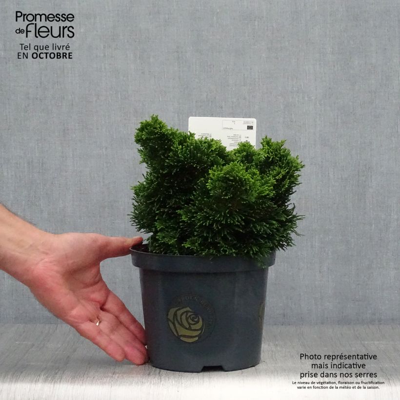Chamaecyparis obtusa Nana Gracilis 2L/3L pot sample as delivered in autumn