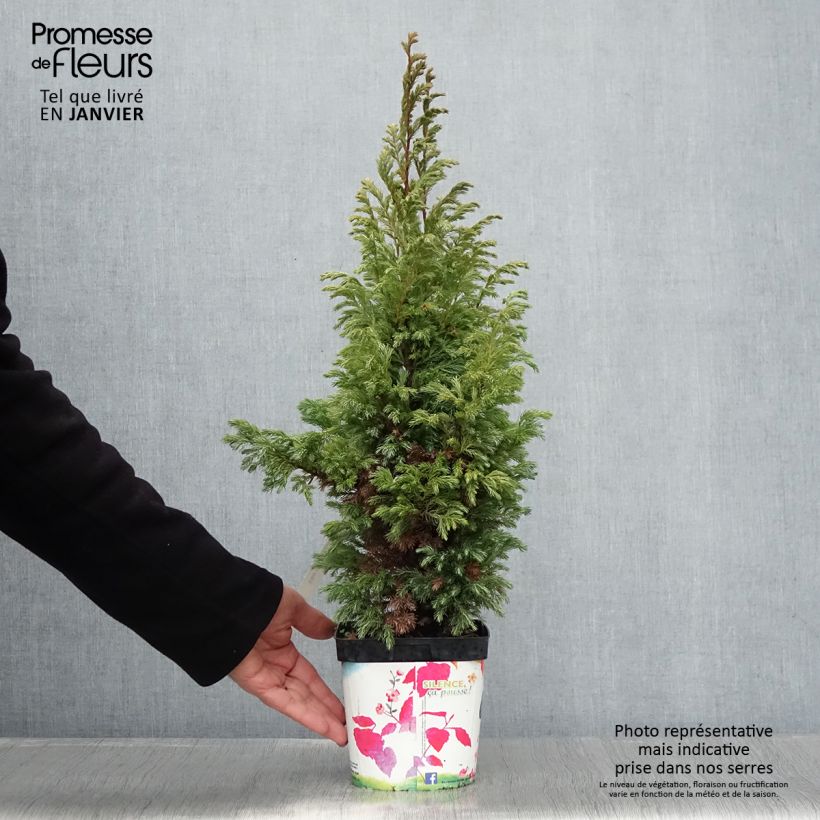 Chamaecyparis pisifera Boulevard - Sawara Cypress 2L/3L pot sample as delivered in winter