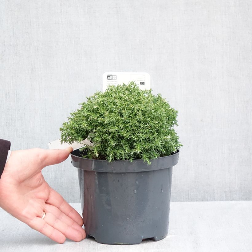 Chamaecyparis pisifera Cumulus - Sawara Cypress 2L/3L pot sample as delivered in autumn