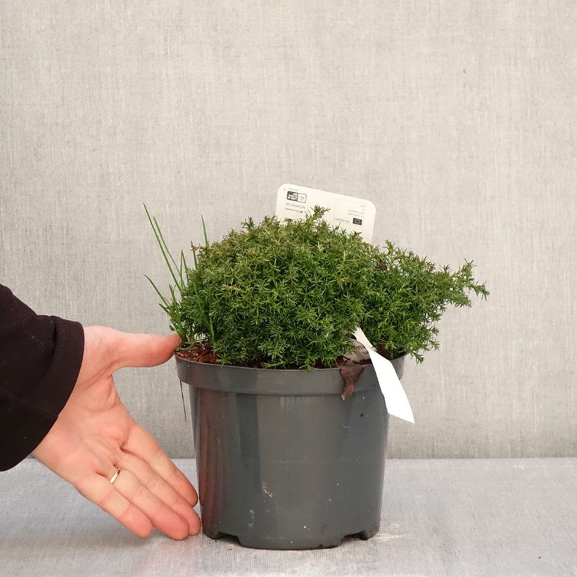 Chamaecyparis pisifera Cumulus - Sawara Cypress 2L/3L pot sample as delivered in winter