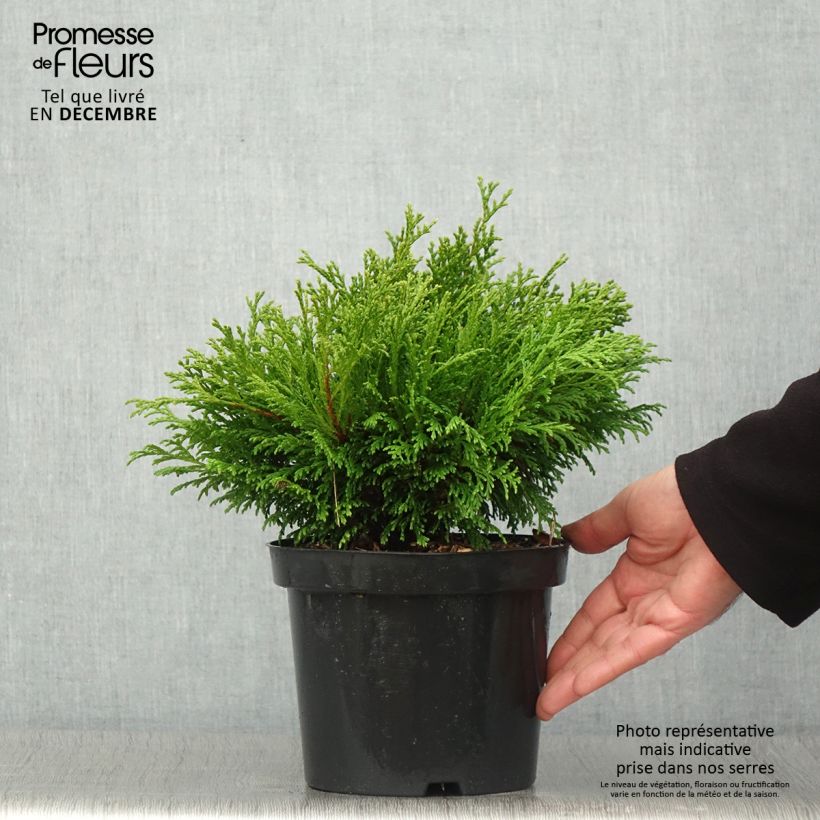 Chamaecyparis pisifera Filips Happy Day - Sawara Cypress 2L/3L pot sample as delivered in autumn