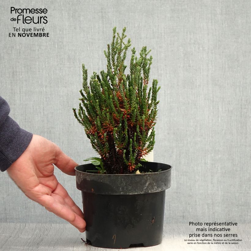 Chamaecyparis thyoides Blue Rock 2L/3L pot sample as delivered in autumn