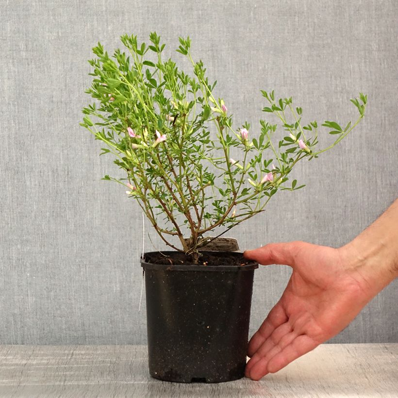 Chamaecytisus purpureus 3L/4L pot sample as delivered in spring