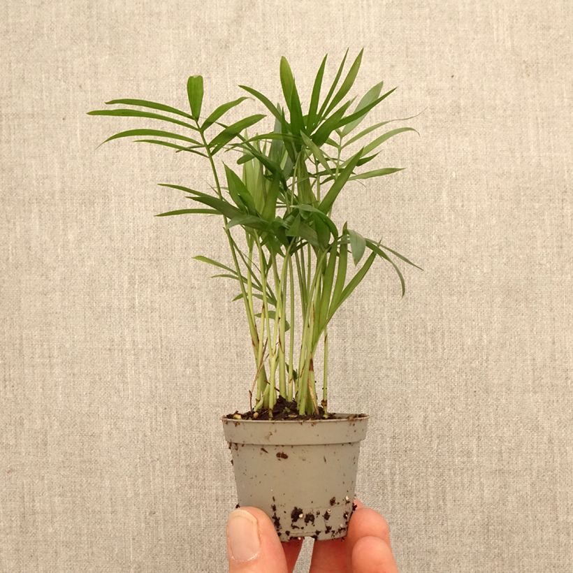 Chamaedorea elegans  - Palmier des montagnes, Palmier nain d'appartement mini plant sample as delivered in spring