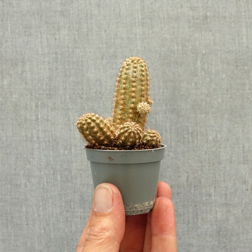 Chamaelobivia Paolinae mini plant sample as delivered in spring