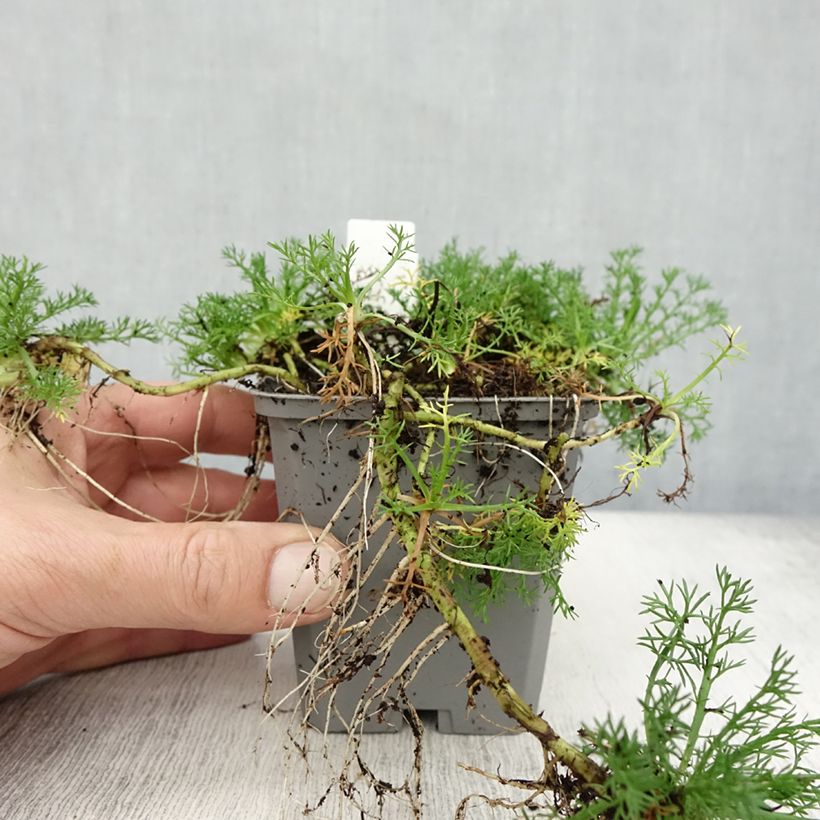 Chamaemelum nobile Flore Pleno 8/9 cm pot sample as delivered in autumn