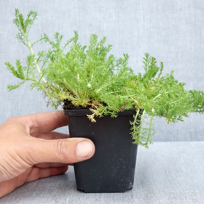 Chamaemelum nobile Flore Pleno 8/9 cm pot sample as delivered in spring