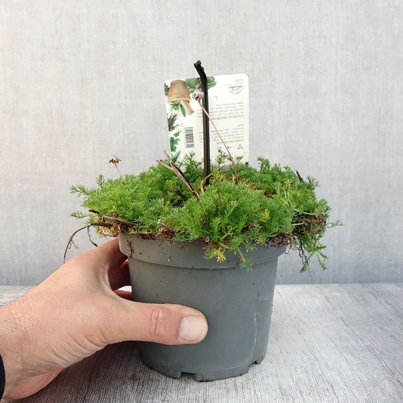 Chamaemelum nobile Flore Pleno 1.5L/2L pot sample as delivered in autumn