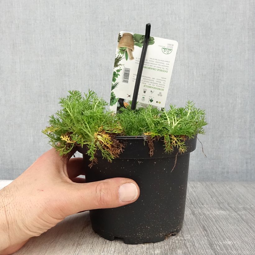 Chamaemelum nobile Flore Pleno 1.5L/2L pot sample as delivered in spring