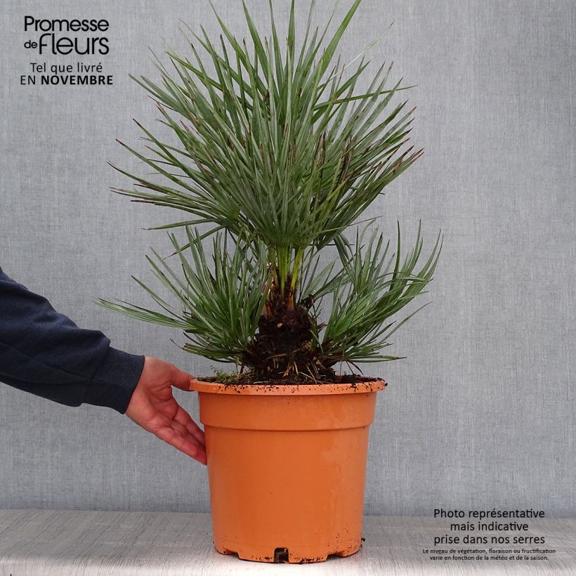 Chamaerops humilis var. cerifera - Dwarf Fan Palm 7.5L/10L pot sample as delivered in autumn
