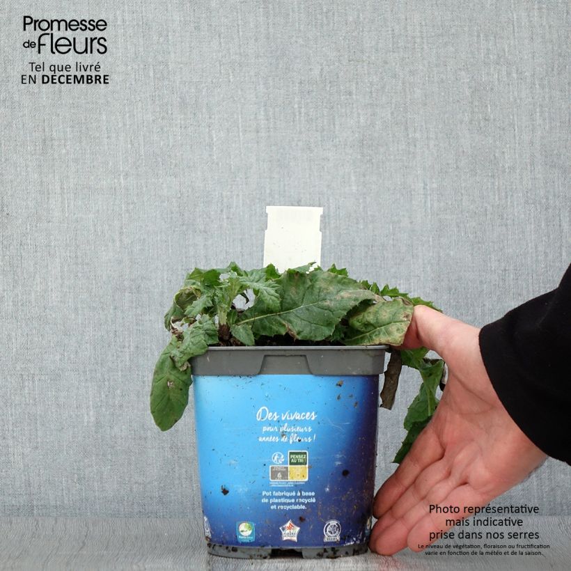 Echinops ritro 2L/3L pot sample as delivered in autumn