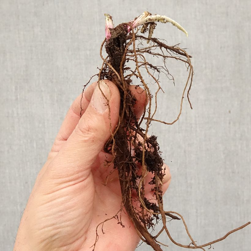 Echinops ritro Bare root sample as delivered in winter