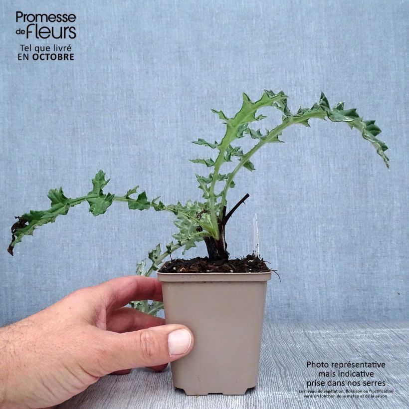 Echinops sphaerocephalum Arctic Glow 8/9 cm pot sample as delivered in autumn