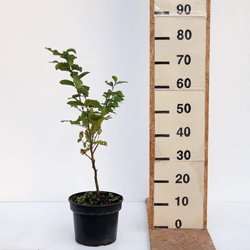 Ostrya carpinifolia Marja Findling - European Hop-Hornbeam 4L/5L pot sample as delivered in autumn