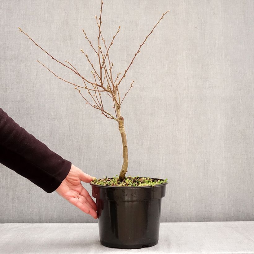 Ostrya carpinifolia Marja Findling - European Hop-Hornbeam 4L/5L pot sample as delivered in winter