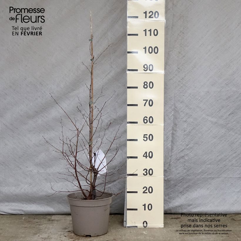 Ostrya carpinifolia 7.5L/10L pot sample as delivered in winter