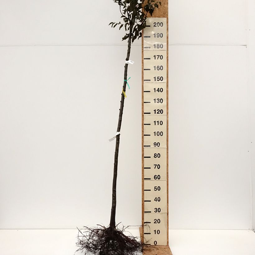 Ostrya&#x20;carpinifolia&#x20;Bare&#x20;root&#x20;sample&#x20;as&#x20;delivered&#x20;in&#x20;winter