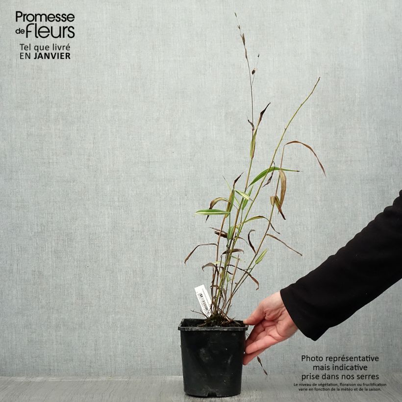 Chasmanthium latifolium River Mist 2L/3L pot sample as delivered in winter