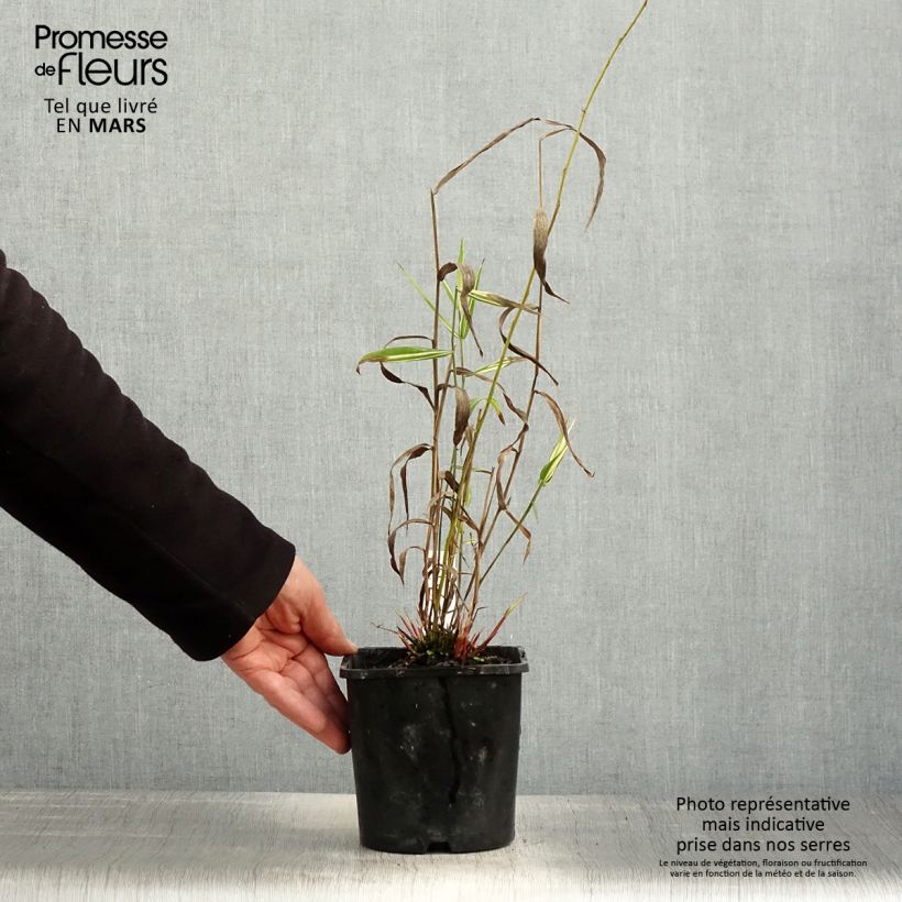 Chasmanthium latifolium River Mist 2L/3L pot sample as delivered in spring