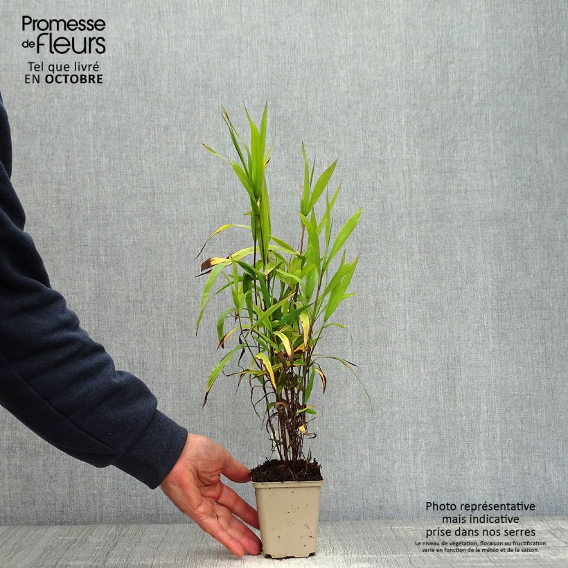 Chasmanthium latifolium 8/9 cm pot sample as delivered in autumn
