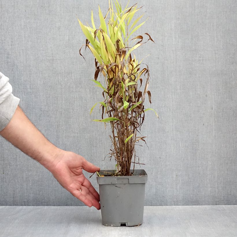 Chasmanthium latifolium 2L/3L pot sample as delivered in autumn