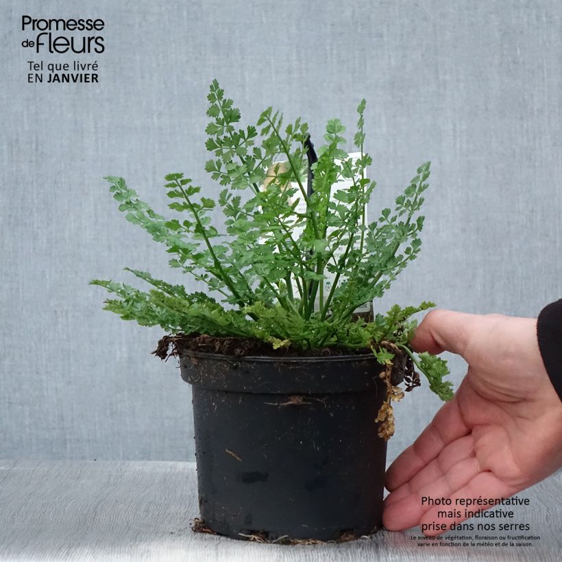 Bunium bulbocastanum 1.5L/2L pot sample as delivered in winter