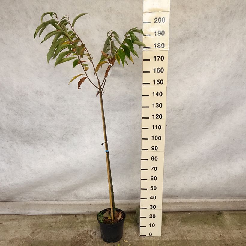 Chestnut Maraval - Castanea sativa 7.5L/10L pot sample as delivered in autumn