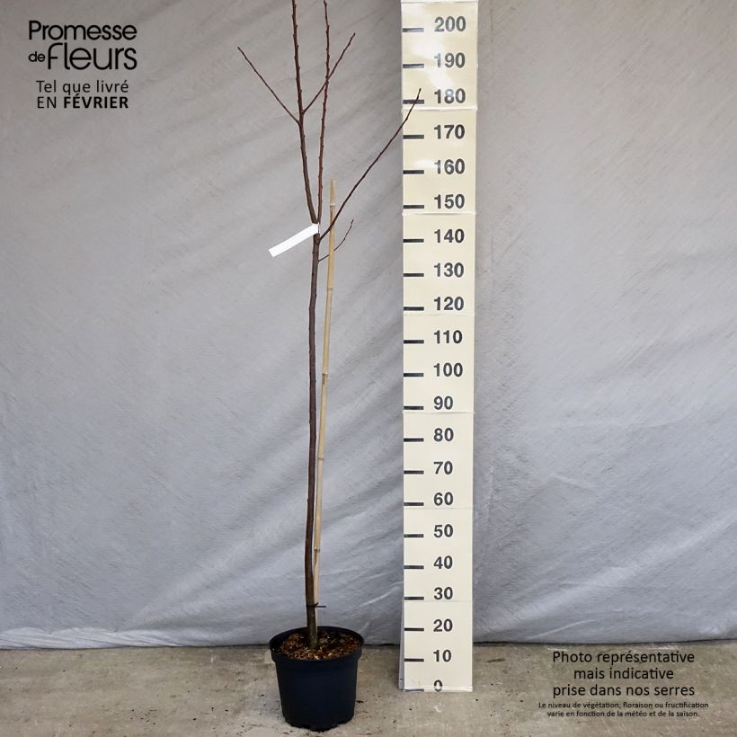 Chestnut Marigoule - Castanea sativa 7.5L/10L pot, Sapling sample as delivered in winter