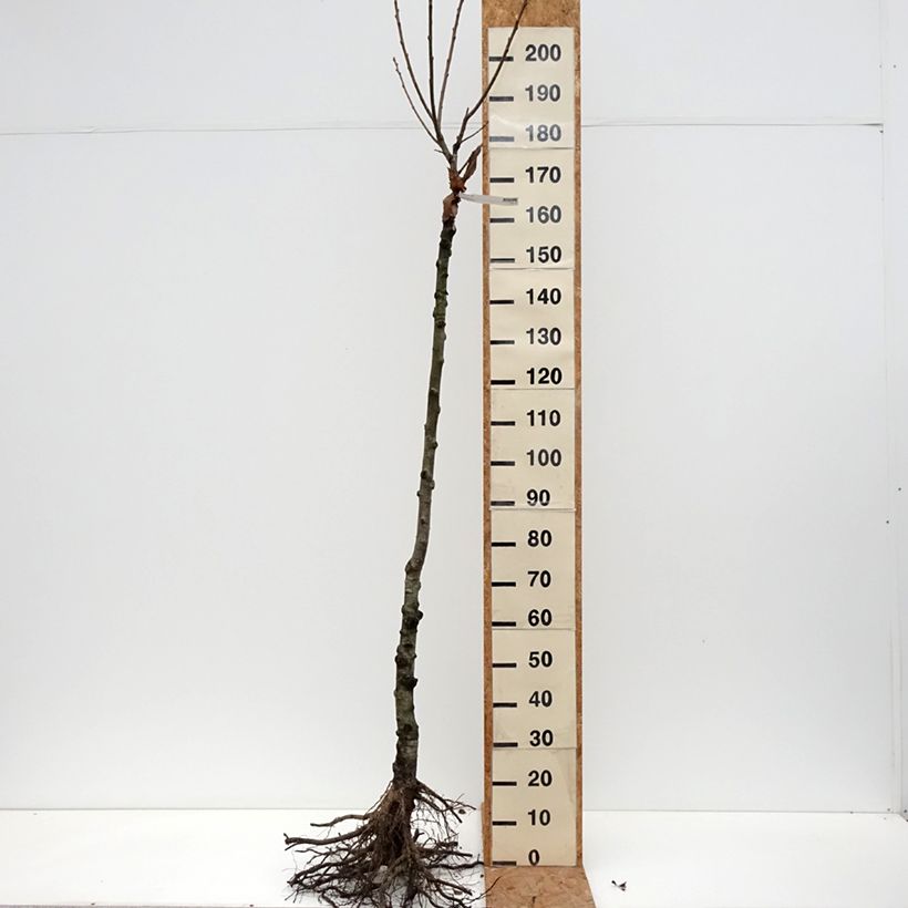 Chestnut Marron de Lyon - Castanea sativa Bare root, Half standard sample as delivered in winter