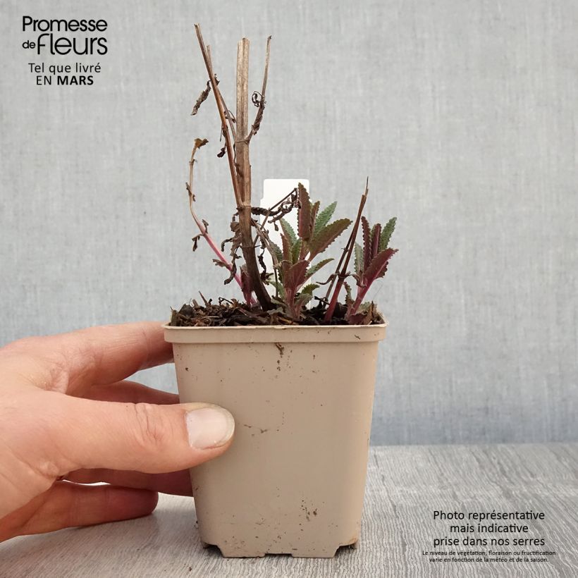 Nepeta nuda Annes Choice - Catnip 8/9 cm pot sample as delivered in spring