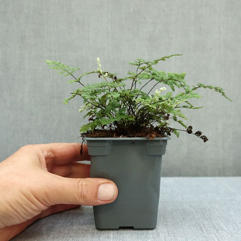 Cheilanthes lanosa Cimbra - Hairy Lip Fern 8/9 cm pot sample as delivered in autumn