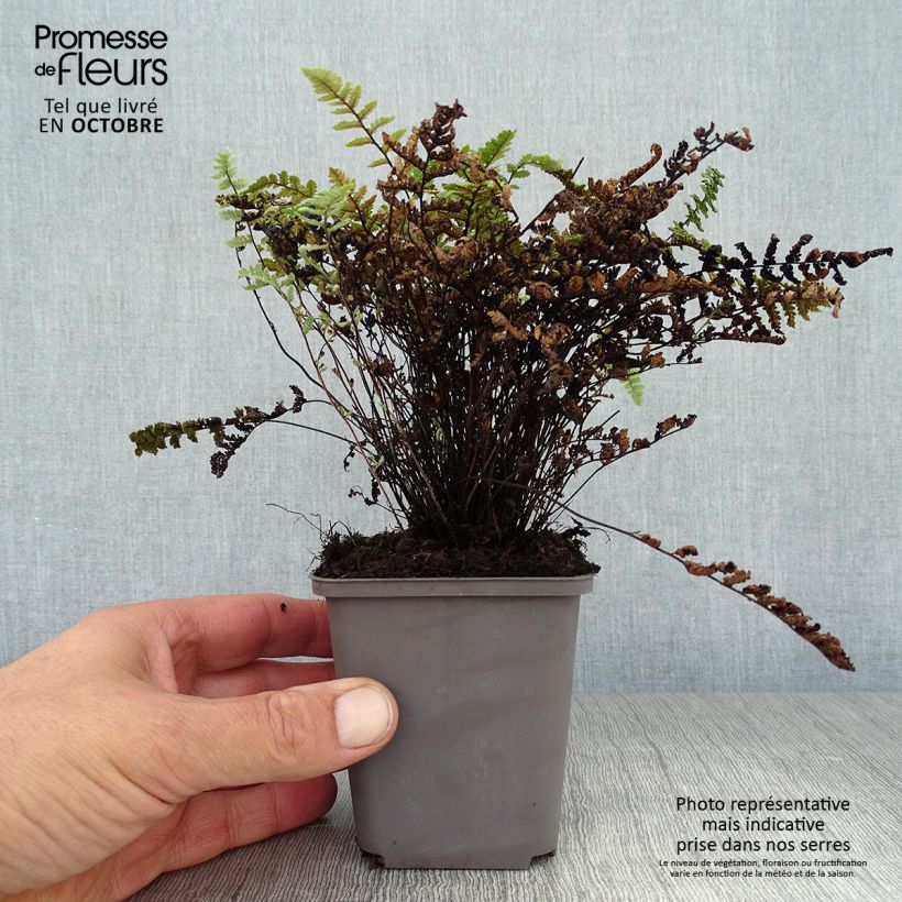 Cheilanthes lanosa 8/9 cm pot sample as delivered in autumn