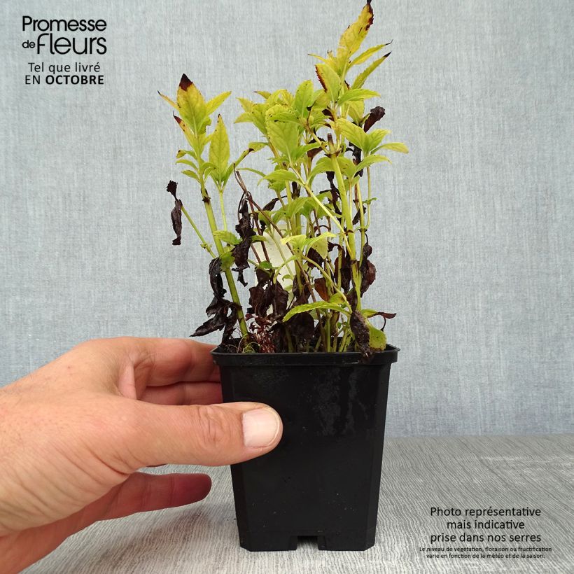 Chelone obliqua 8/9 cm pot sample as delivered in autumn