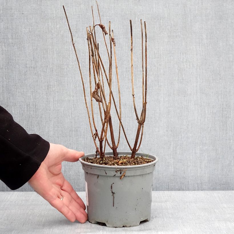 Chelone obliqua 2L/3L pot sample as delivered in winter