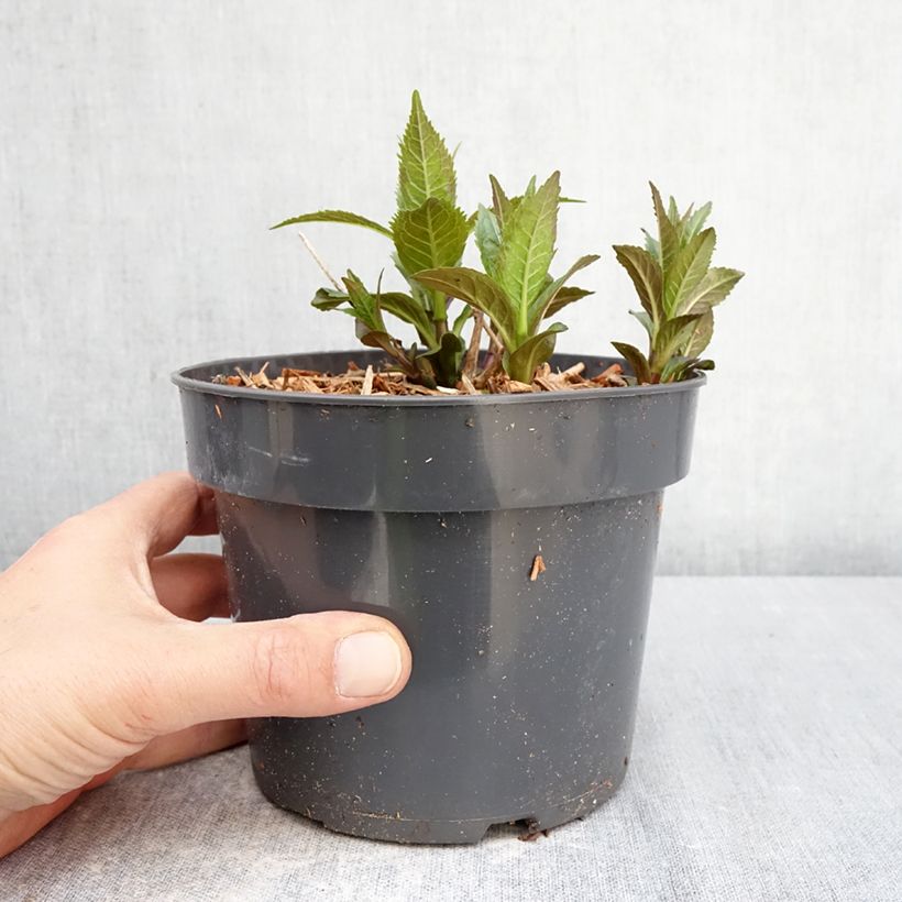 Chelone obliqua 2L/3L pot sample as delivered in spring