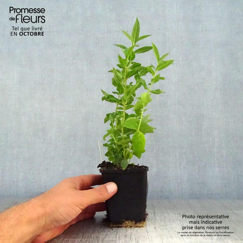 Chelone obliqua Alba 8/9 cm pot sample as delivered in autumn