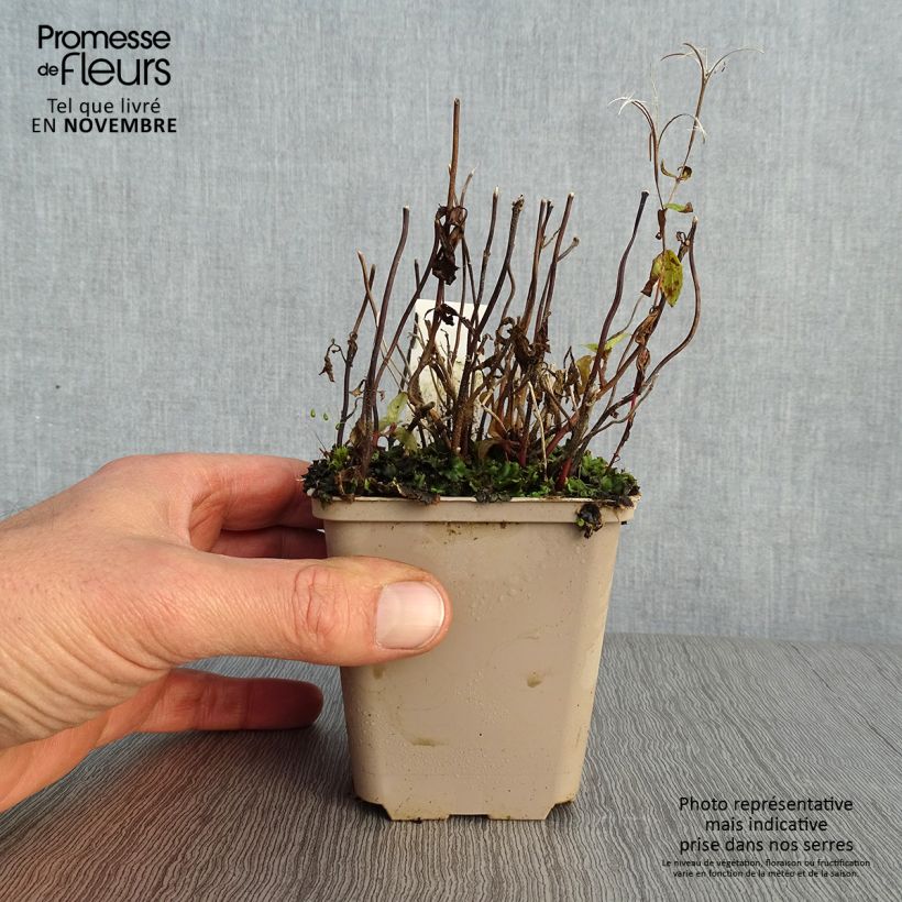 Chelonopsis moschata 8/9 cm pot sample as delivered in autumn