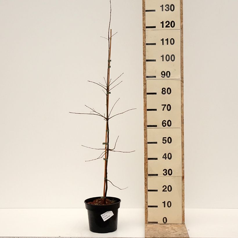 Quercus phellos - Willow Oak 4L/5L pot sample as delivered in winter