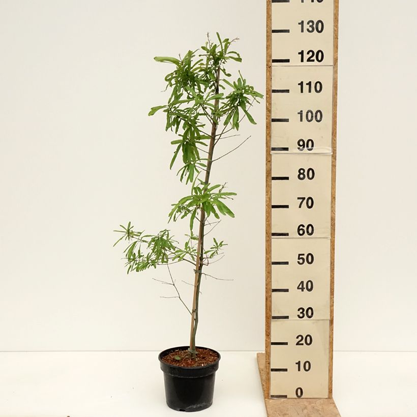 Quercus phellos - Willow Oak 4L/5L pot sample as delivered in spring