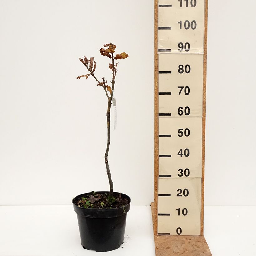 Chêne chevelu ou chêne lombard Curly Head - Quercus cerris  Pot de 7,5L/10L sample as delivered in autumn