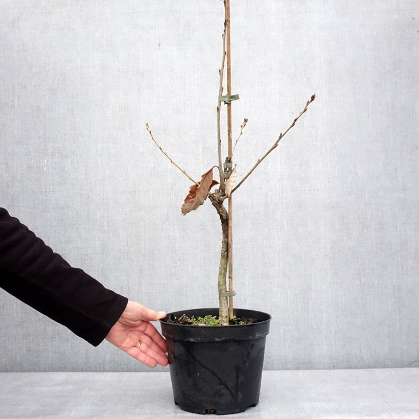 Quercus aliena - Galcham Oak 4L/5L pot sample as delivered in winter