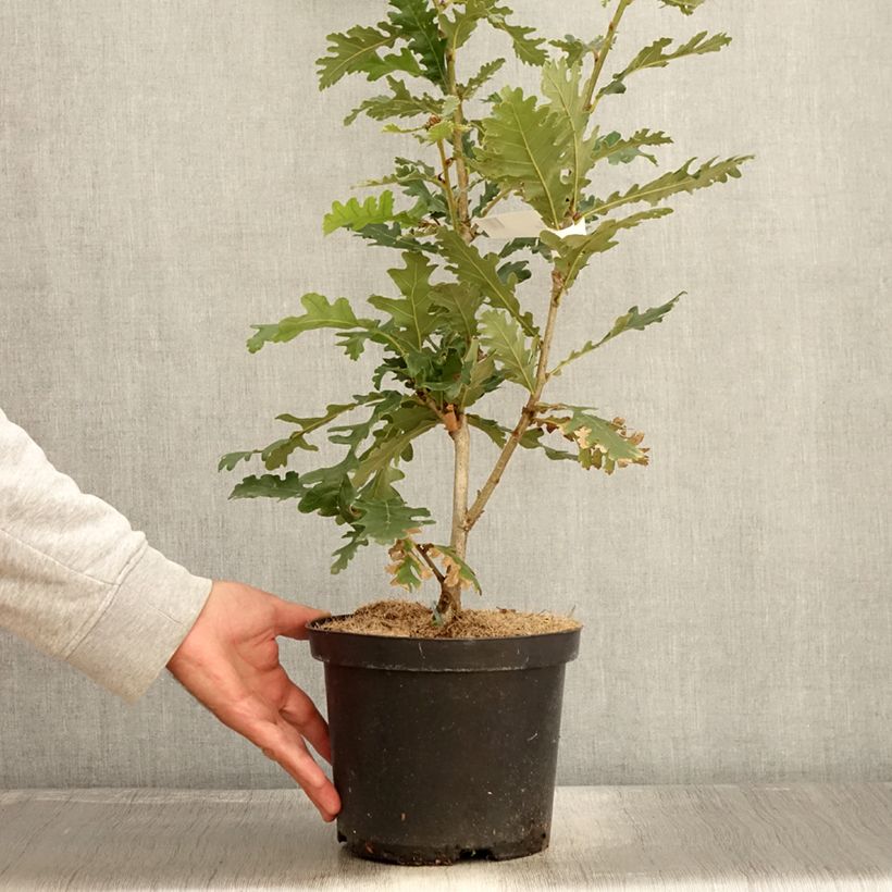 Quercus frainetto - Hungarian Oak 4L/5L pot sample as delivered in autumn