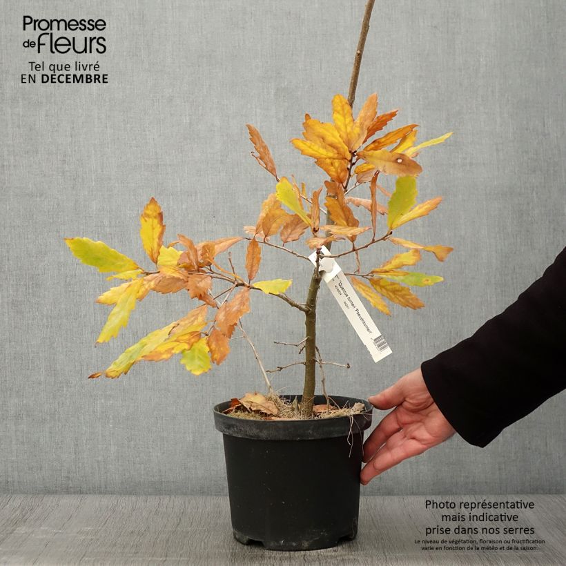 Quercus turneri Spencer Turner - Hybrid Oak 4L/5L pot sample as delivered in autumn