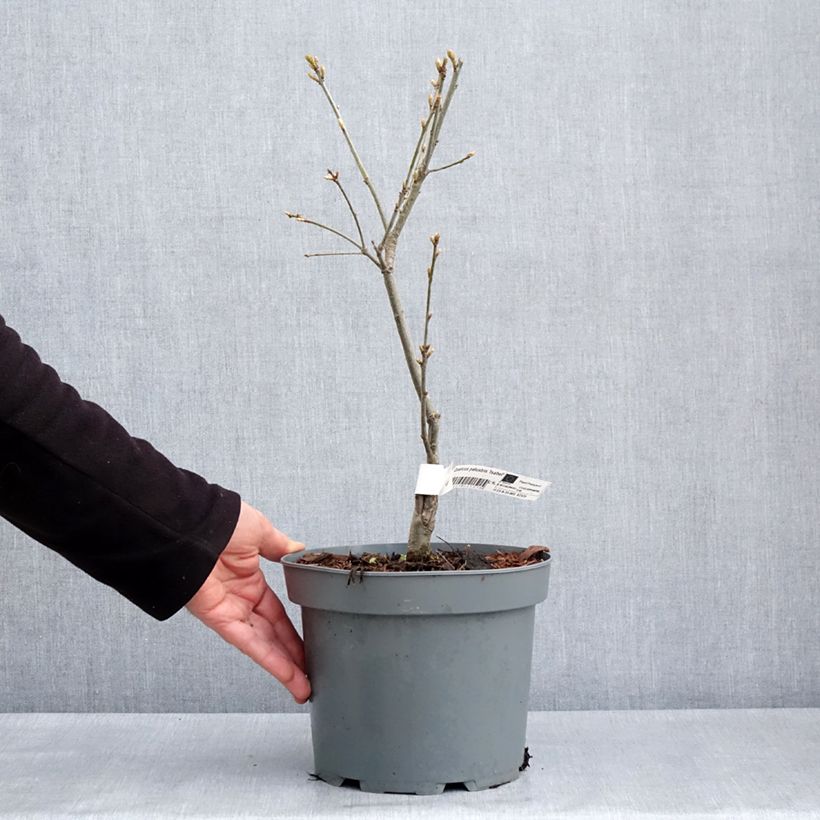 Quercus palustris Isabel - Pin Oak 4L/5L pot sample as delivered in spring