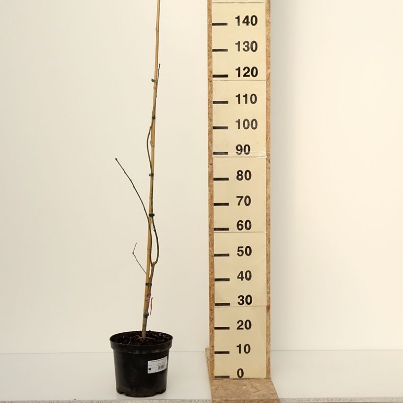 Quercus palustris Betty Jean - Pin Oak 4L/5L pot sample as delivered in winter