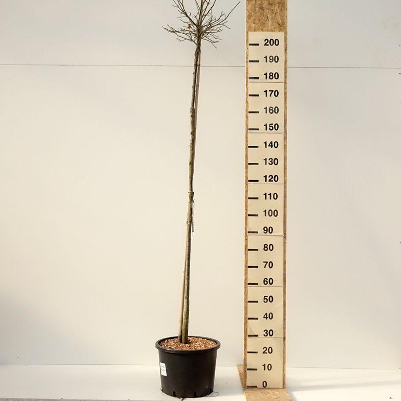 Quercus palustris Green Dwarf - Pin Oak 18L/20L pot sample as delivered in winter