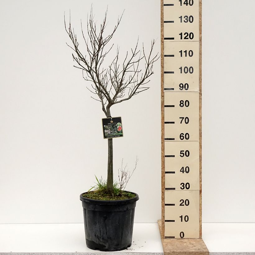 Quercus palustris Green Dwarf - Pin Oak 18L/20L pot sample as delivered in winter