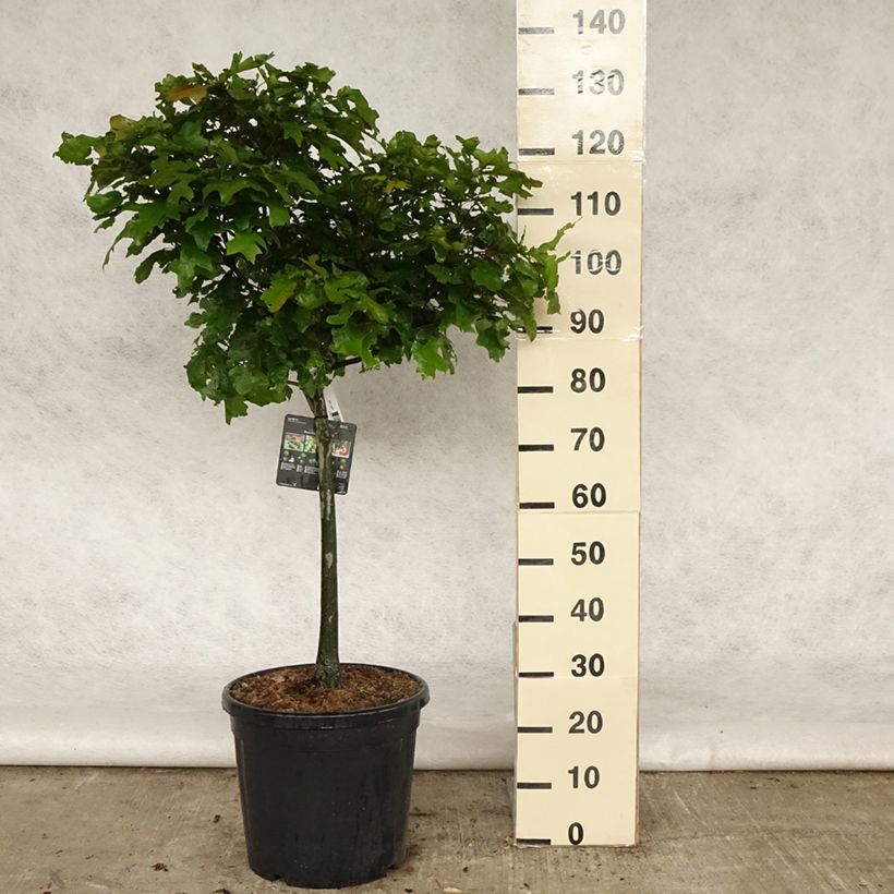 Quercus palustris Green Dwarf - Pin Oak 18L/20L pot, Standard sample as delivered in spring