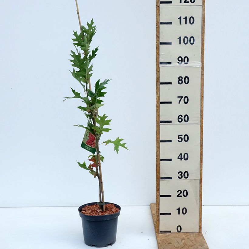 Quercus palustris Green Pillar - Pin Oak 4L/5L pot sample as delivered in autumn